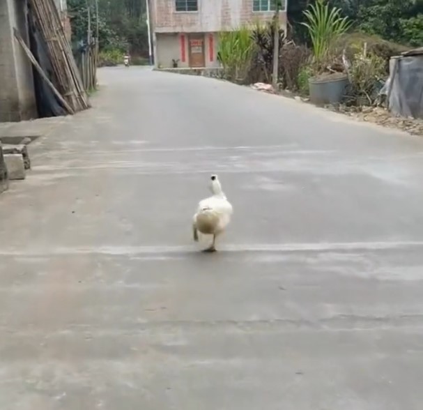 ବତକର ରାମ୍ପ୍ ଶୋ