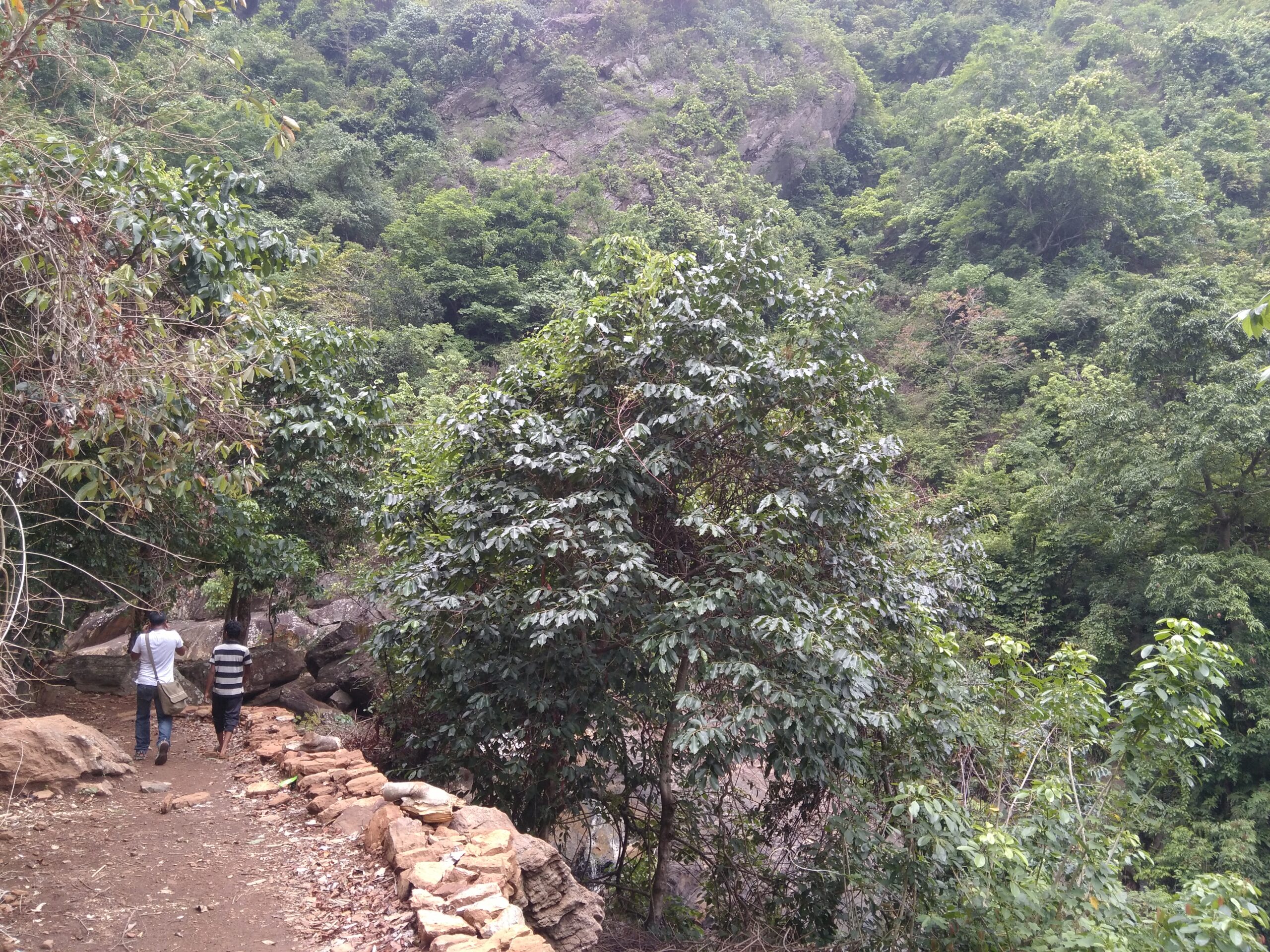 ଜଙ୍ଗଲରୁ ୧୦୬ କେଜି ଗଞ୍ଜେଇ ଜବତ