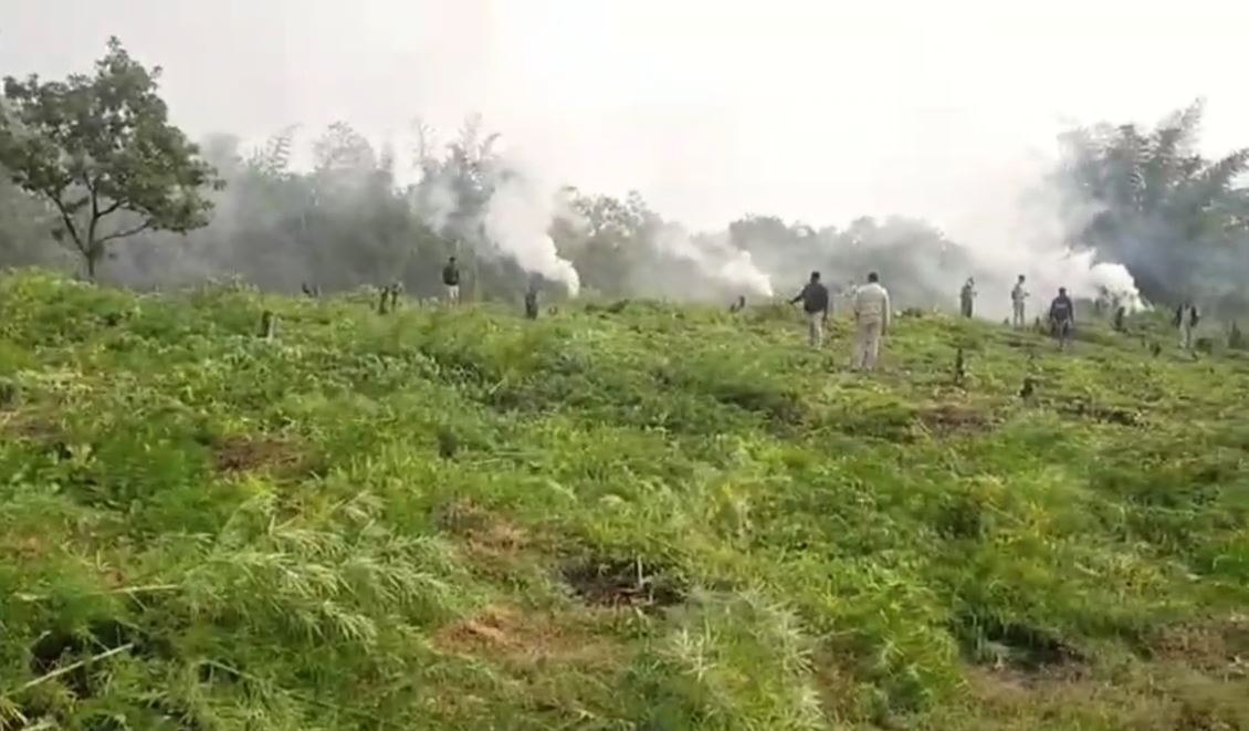 ଦଶ ଏକର ଜମିର ଗଂଜେଇ ଚାଷ ନଷ୍ଟ