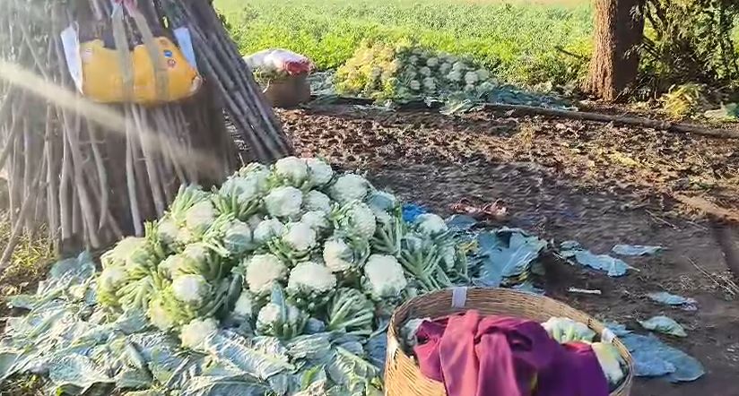 ଲଗାତର ବର୍ଷା ପାଇଁ ଚିନ୍ତାରେ ଚାଷି