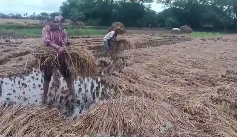 ଲଗାଣ ବର୍ଷା ସାଜିଲା ଚାଷୀଙ୍କୁ କାଳ