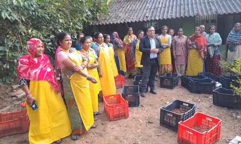ଦାରିଙ୍ଗବାଡିରେ କଫି ତୋଳା ଆରମ୍ଭ