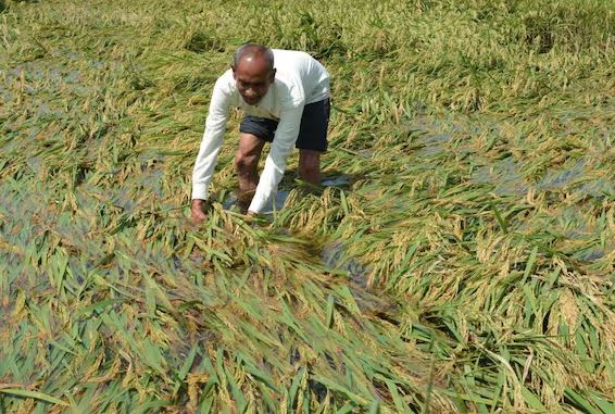 ଚାଷୀଙ୍କୁ ଫସଲ ଭାଳେଣୀ…ଗୋଟିଏ ଦିନରେ ଗଲାଣି ଦୁଇ ଜୀବନ