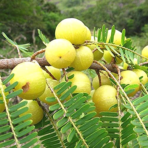 ଖାଆନ୍ତୁ ଏହି ଜିନିଷ ଦିନକରେ ହୋଇଯିବେ ଗୋରା…