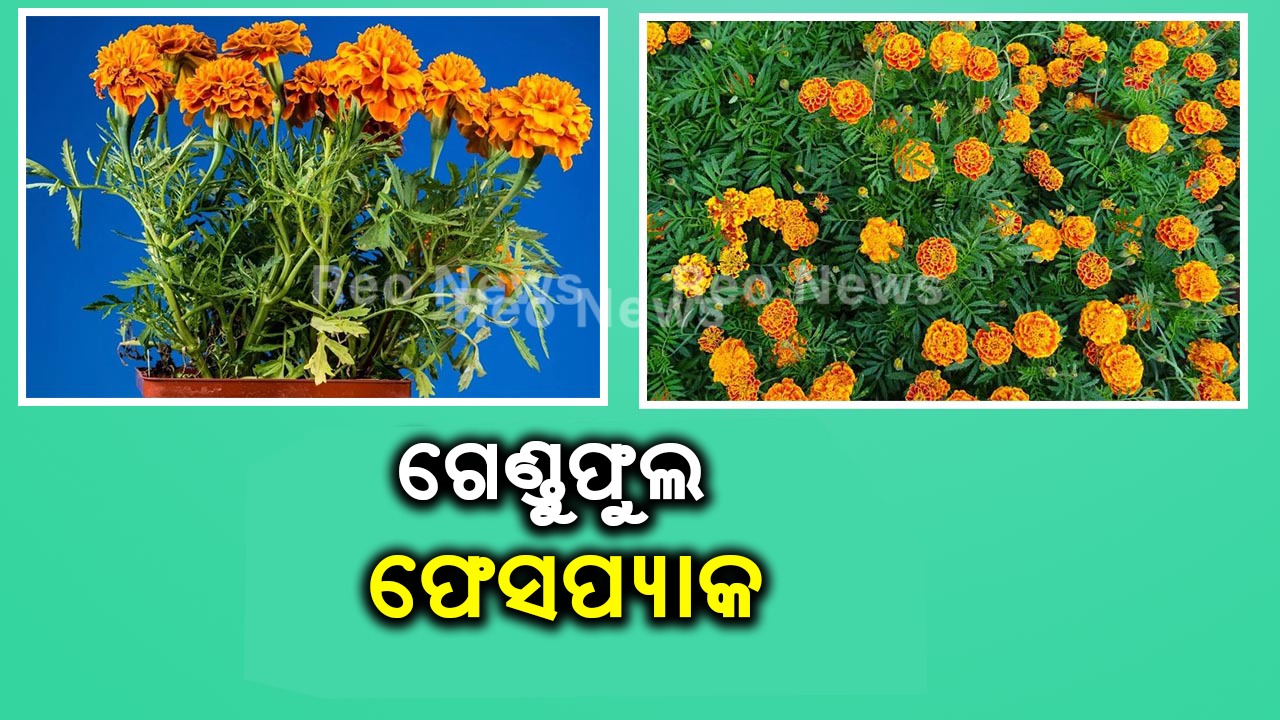 ଗେଣ୍ଡୁଫୁଲ ଫେସପ୍ୟାକ