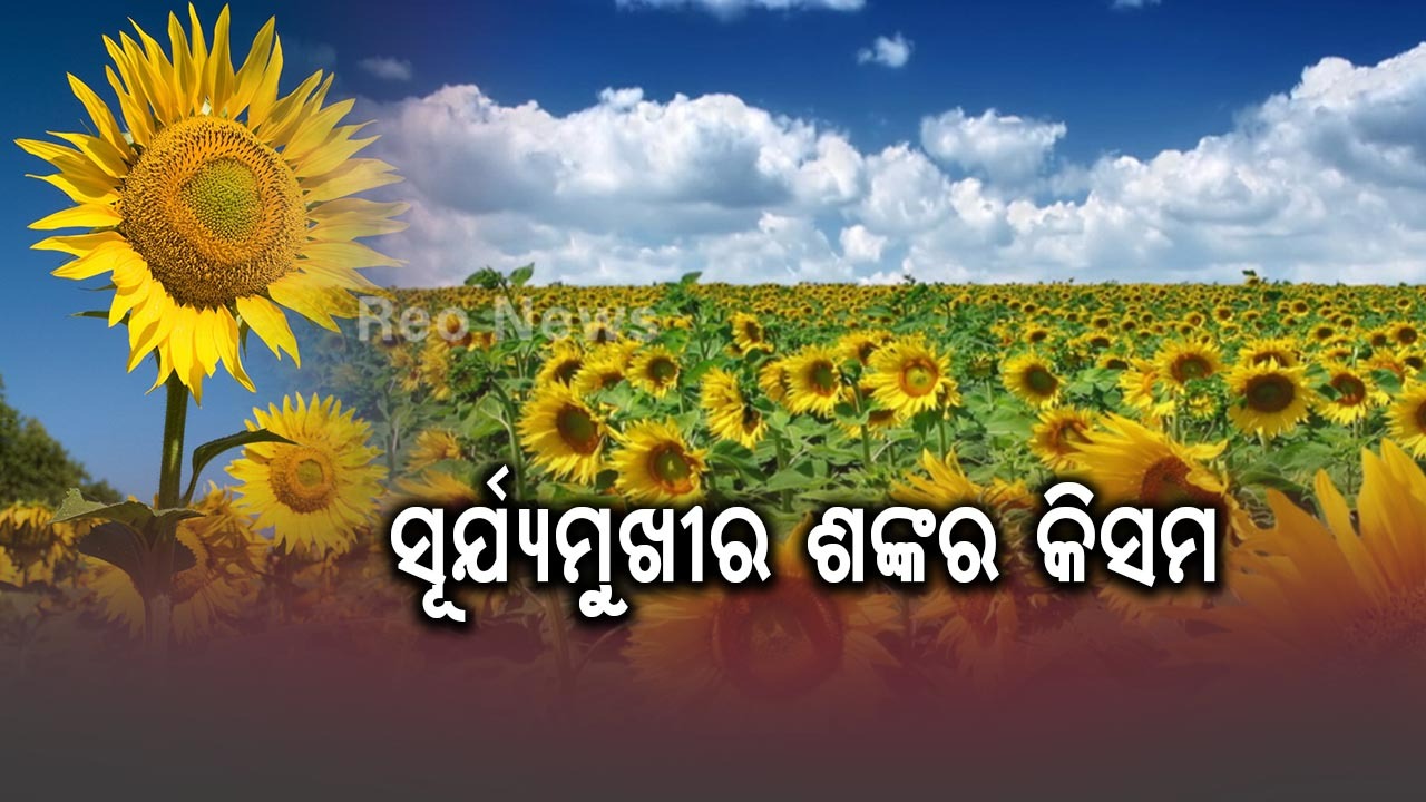 ସୂର୍ଯ୍ୟମୁଖୀର ଶଙ୍କର କିସମ