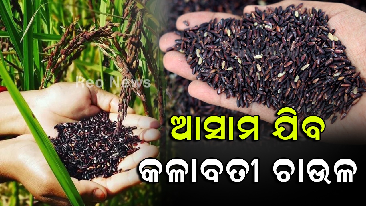 ଆସାମ ଯିବ କଳାବତୀ ଚାଉଳ