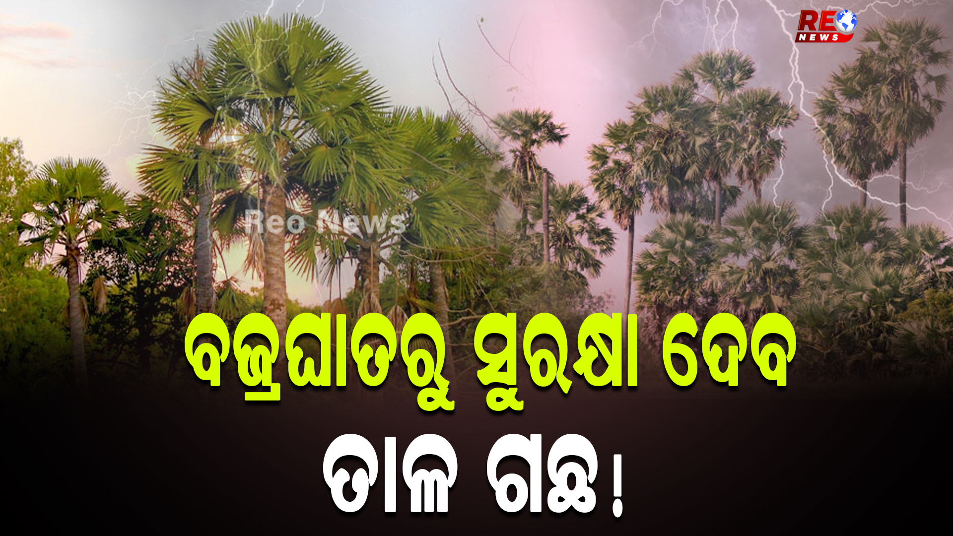 ବଜ୍ରାଘାତରୁ ସୁରକ୍ଷା ଦେବ ତାଳ ଗଛ !