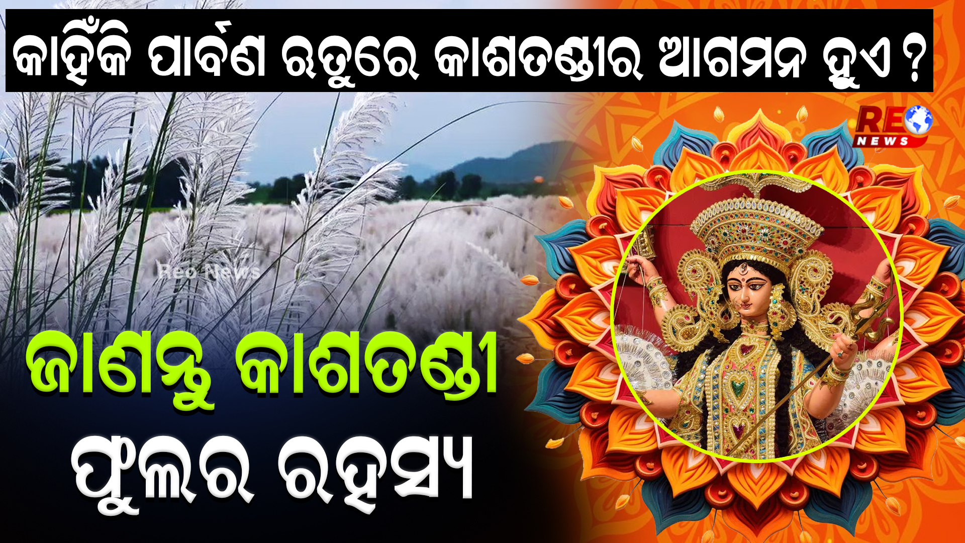 କାହିଁକି ପାର୍ବଣ ଋତୁରେ କାଶତଣ୍ଡୀର ଆଗମନ ହୁଏ ? ଜାଣନ୍ତୁ କାଶତଣ୍ଡୀ ଫୁଲର ରହସ୍ୟ……