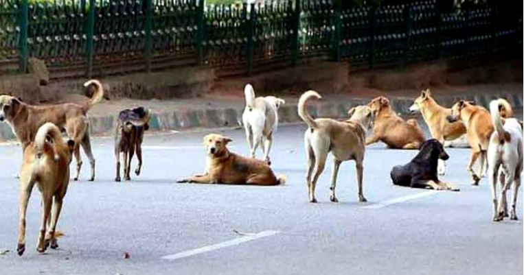 ନିର୍ବାଚନ ପ୍ରତିଶ୍ରୁତି ପୂରଣ ପାଇଁ ନେଇଗଲେ 900 ନୀରିହ ଜୀବନ…